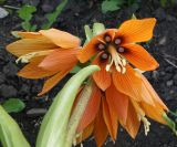 Fritillaria imperialis