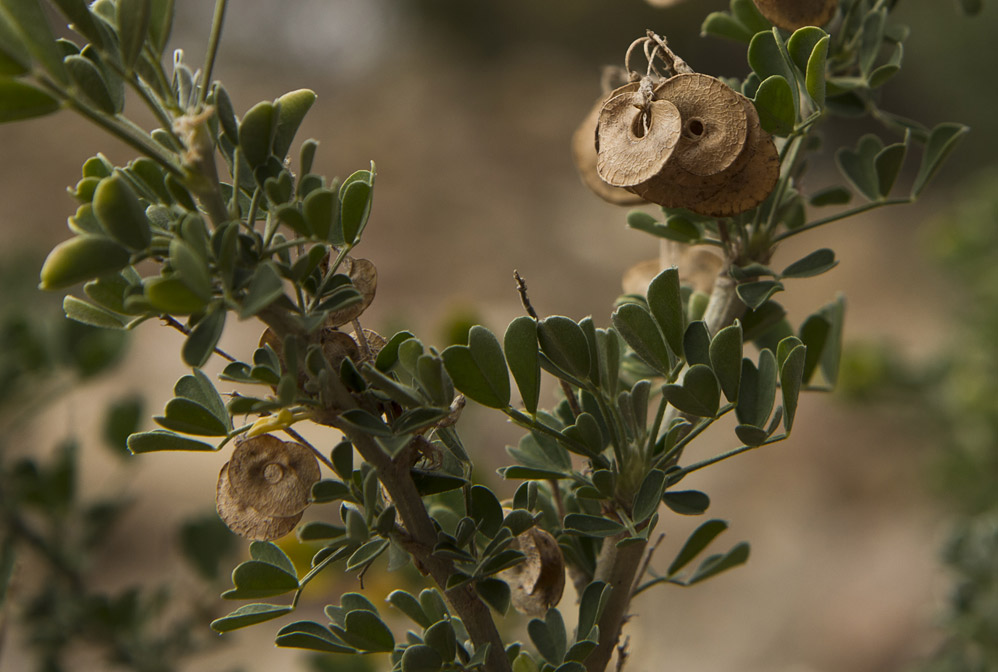 Image of Medicago arborea specimen.