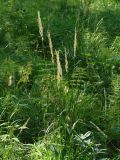 Calamagrostis arundinacea. Плодоносящее растение. Иркутская обл., лес в окр. Ершовского залива Иркутского вдхр. 13.08.2015.