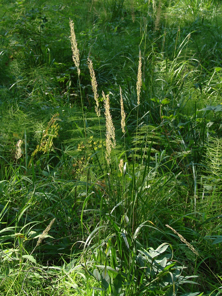 Изображение особи Calamagrostis arundinacea.