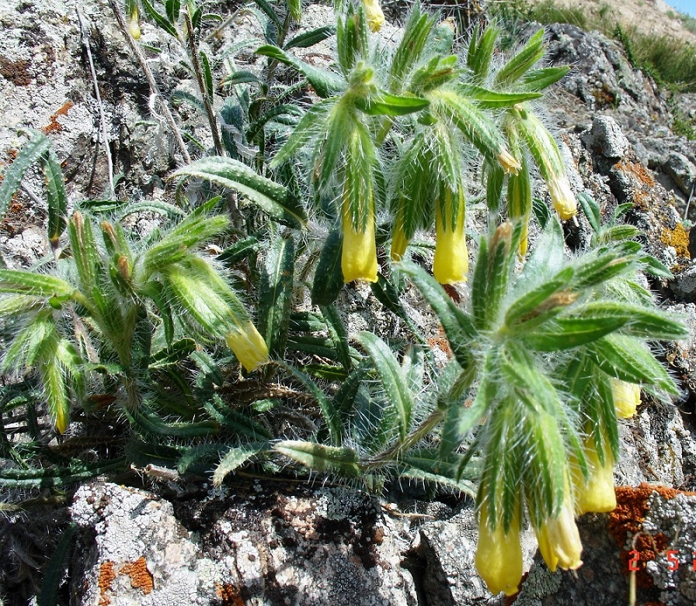 Image of Onosma irritans specimen.