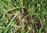 Muscari neglectum