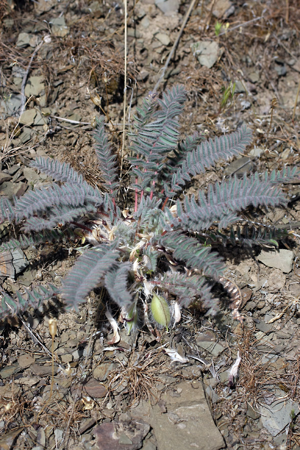 Изображение особи Astragalus syreitschikovii.