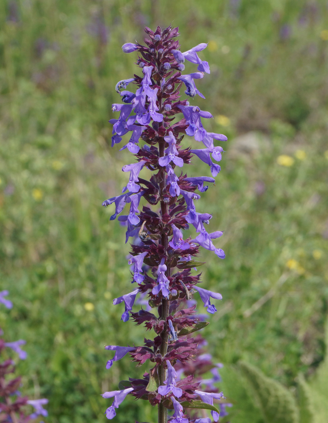 Image of Dracocephalum nutans specimen.