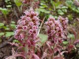 Petasites hybridus