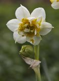 genus Narcissus
