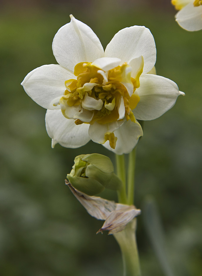 Изображение особи род Narcissus.