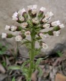 Petasites tatewakianus