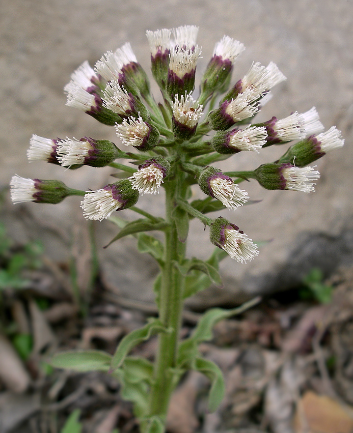 Image of Petasites tatewakianus specimen.