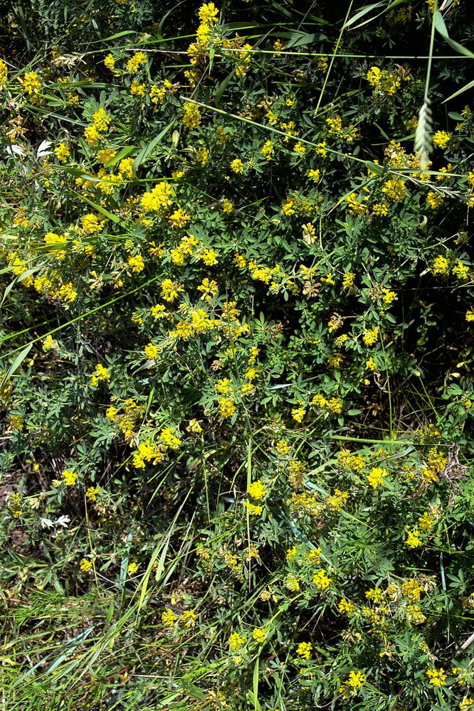 Изображение особи Medicago falcata.