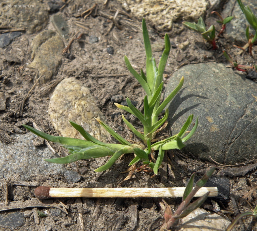 Image of Sclerochloa dura specimen.