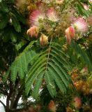 Albizia julibrissin