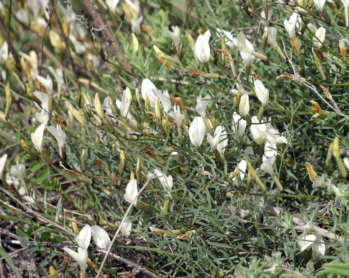 Image of Astragalus ucrainicus specimen.