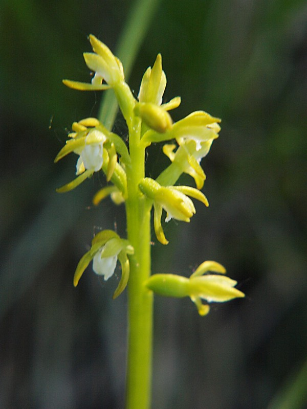 Изображение особи Corallorhiza trifida.