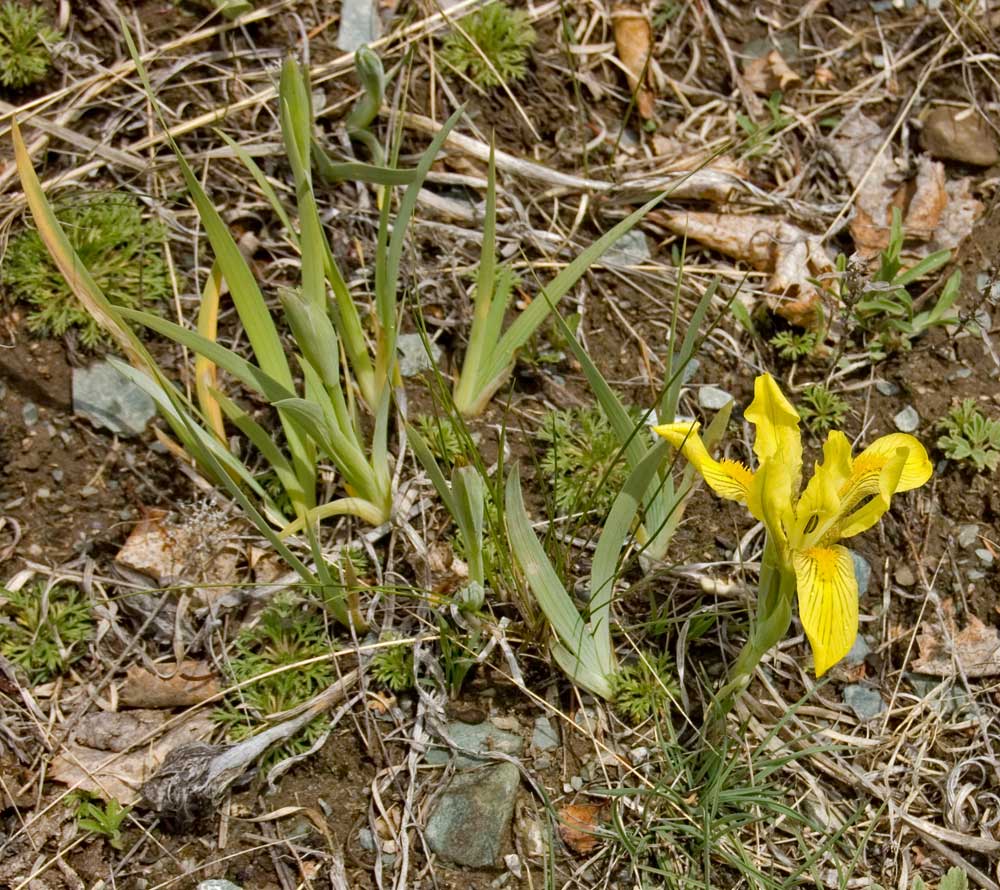 Изображение особи Iris humilis.