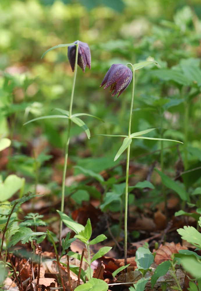 Image of Fritillaria maximowiczii specimen.