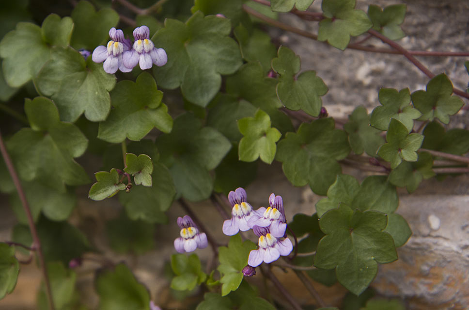 Изображение особи Cymbalaria muralis.