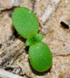 Mesembryanthemum crystallinum