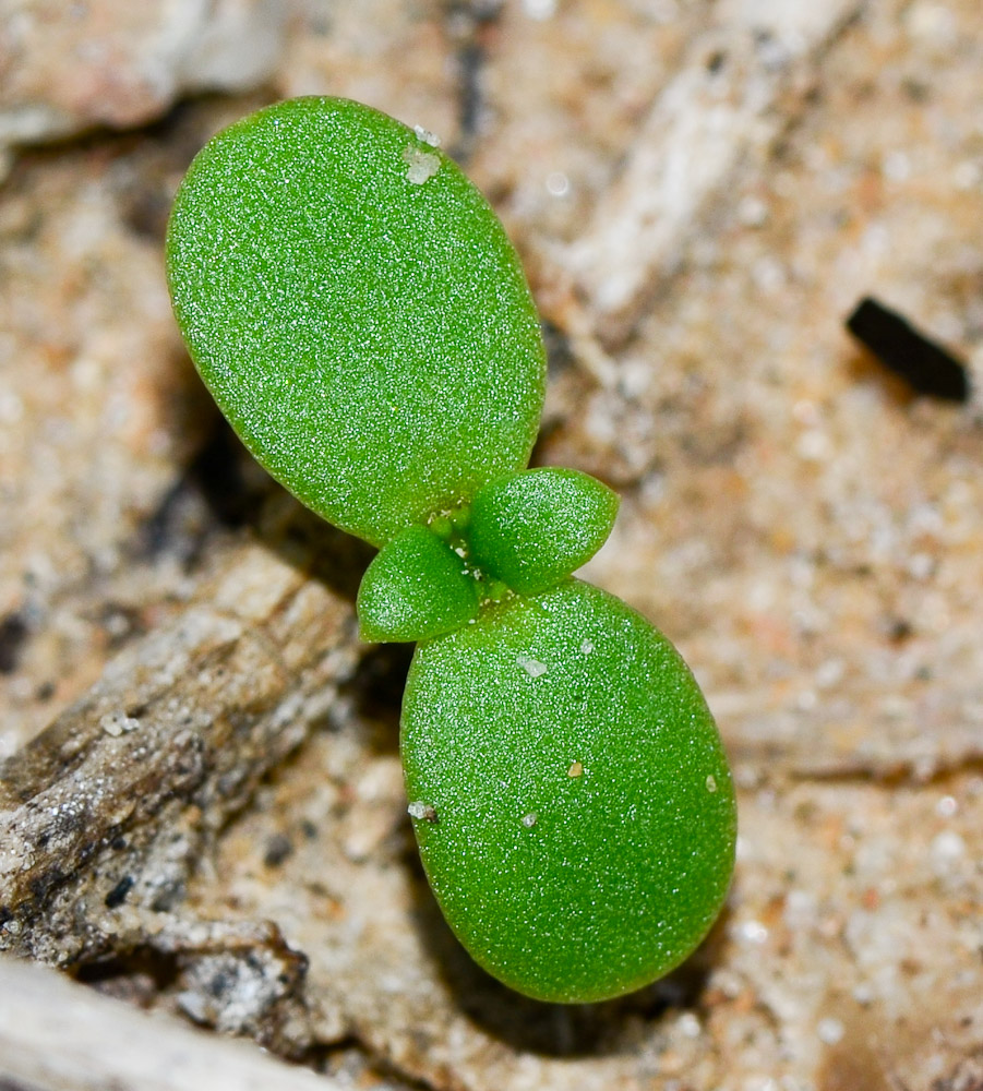 Image of Mesembryanthemum crystallinum specimen.