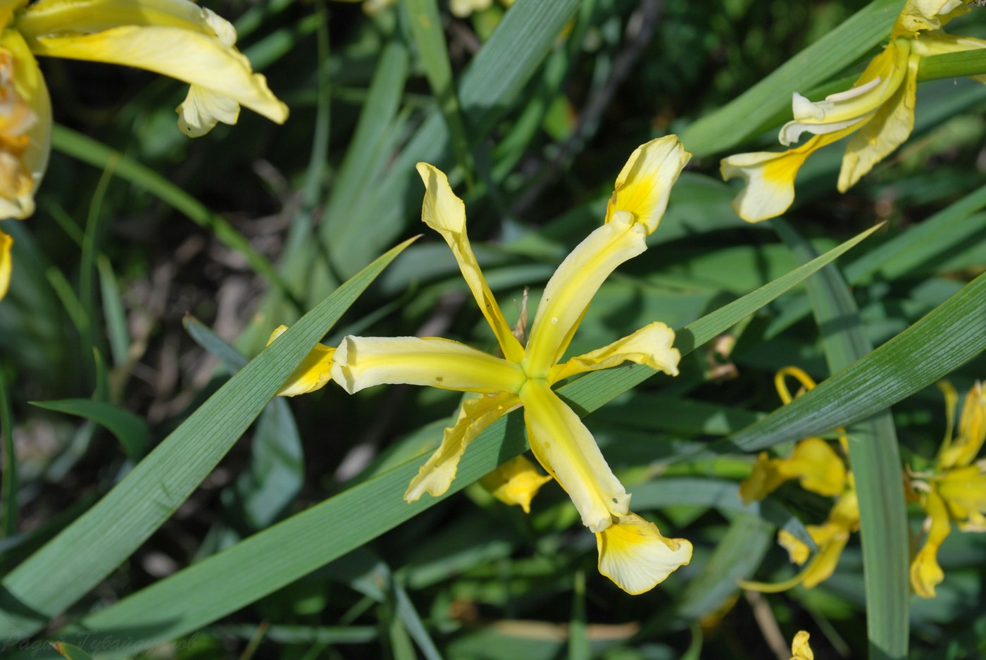 Изображение особи Iris halophila.