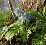 Corydalis turtschaninovii. Цветущее растение. Приморье, Хасанский р-н, п-в Гамова, бухта Витязь, лес на побережье бухты. 07.05.2016.