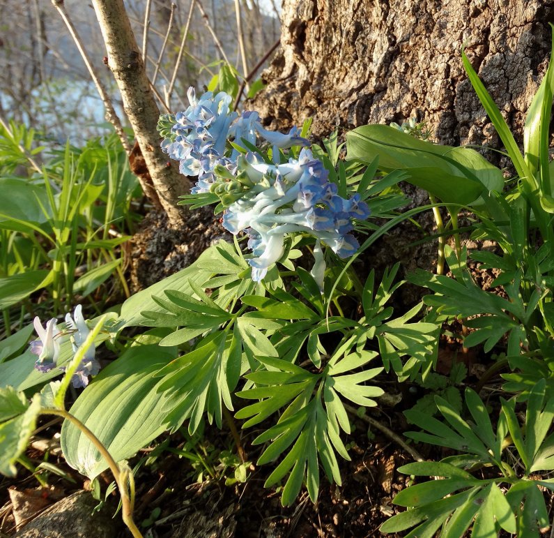 Изображение особи Corydalis turtschaninovii.