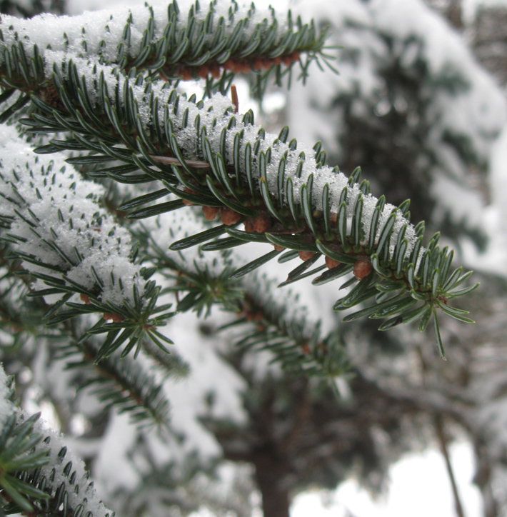 Image of Abies numidica specimen.