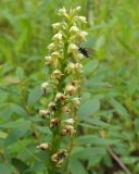 Pseudorchis albida. Соцветие с кормящейся мухой. Коми, г. Печора, смешанный лес на окраине Печоры, обочина тропы. 28.06.2016.