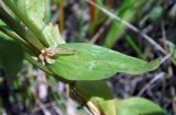 Centaurium erythraea. Лист (верхняя сторона). Республика Адыгея, Майкопский р-н, сырой луг возле пруда у хутора Дьяков. 25.06.2016.