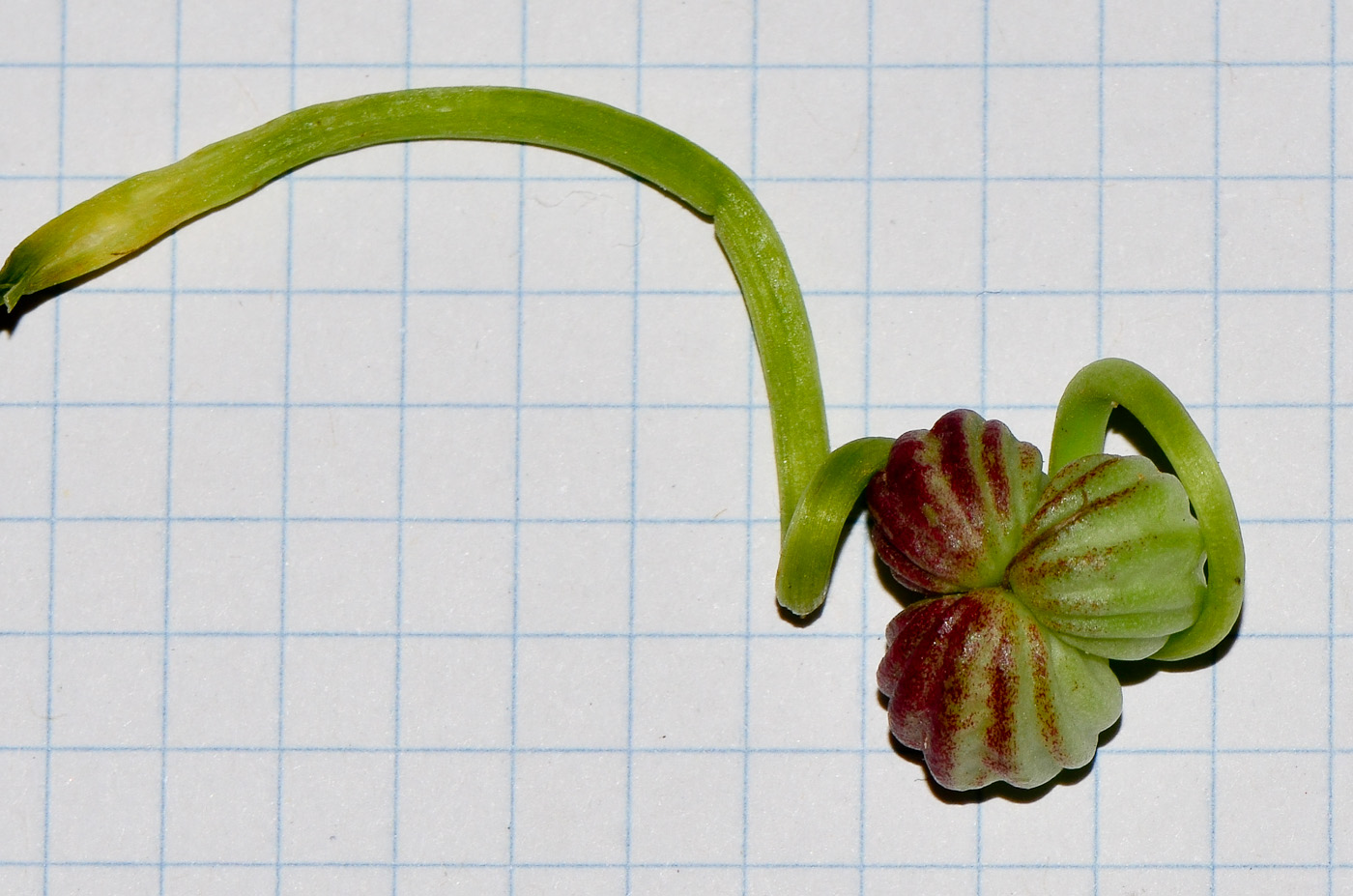 Image of Tropaeolum majus specimen.