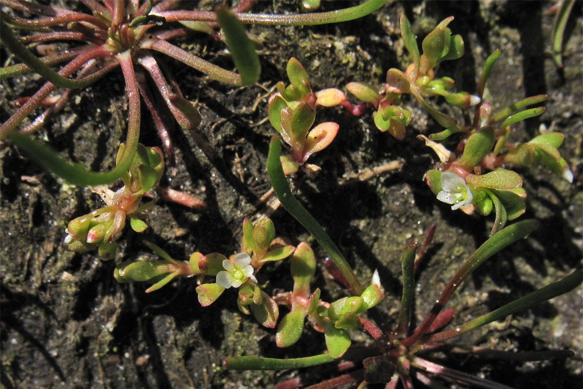Image of Montia arvensis specimen.