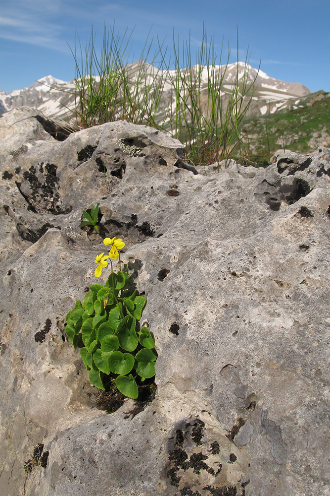 Image of Viola caucasica specimen.