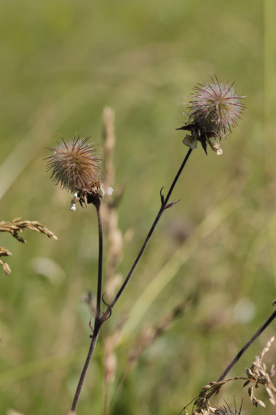 Image of Geum rivale specimen.