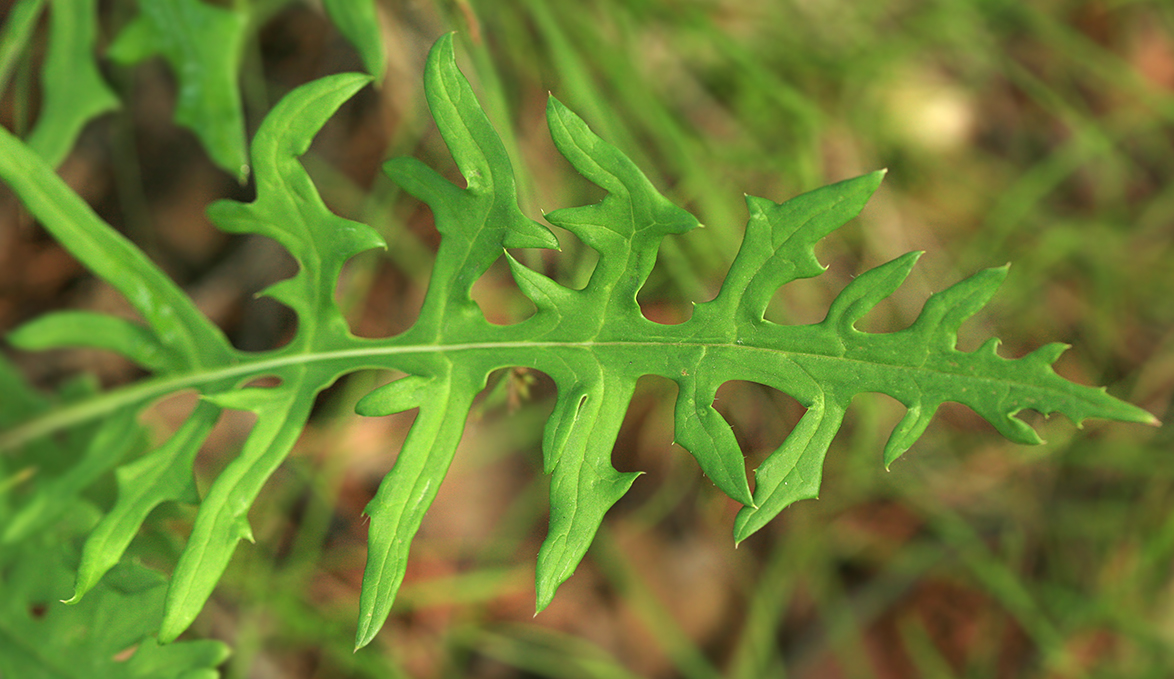 Изображение особи Saussurea odontolepis.