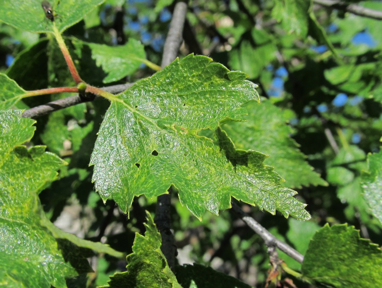 Изображение особи Betula litwinowii.