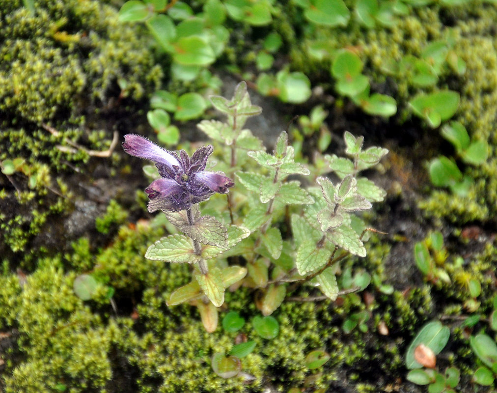 Image of Bartsia alpina specimen.