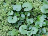 Homogyne alpina. Листья среди ковра Sphagnum. Украина, Ивано-Франковская обл., Поляницкий региональный ландшафтный парк, урочище Горное Озеро. 14.09.2016.