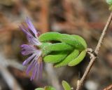 Drosanthemum floribundum. Генеративный побег. Израиль, Шарон, г. Герцлия, высокий берег Средиземного моря, откос набережной, в культуре. 26.04.2015.