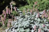 Origanum dictamnus