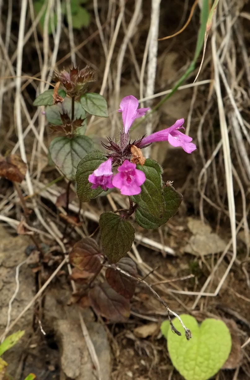 Image of Clinopodium abchasicum specimen.