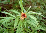 Paeonia anomala