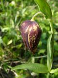 Fritillaria dagana