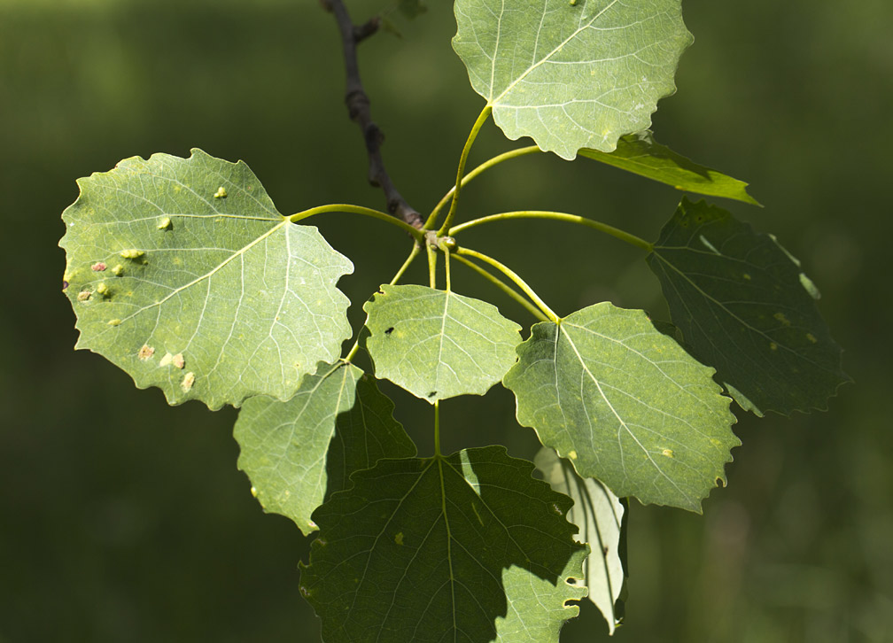 Изображение особи Populus tremula.