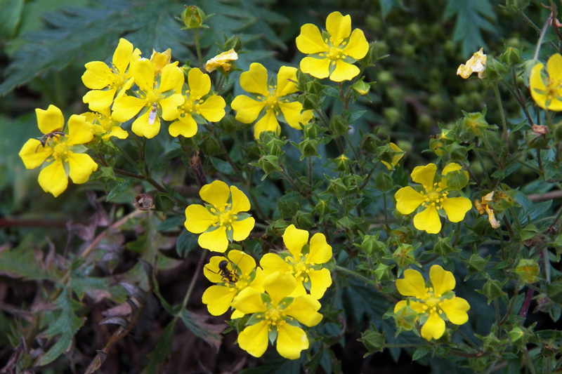 Изображение особи Potentilla chinensis.