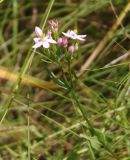 Centaurium erythraea. Верхушка растения с соцветием. Украина, г. Запорожье, о-в Хортица, северный берег. 16.07.2016.