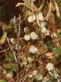 Cuscuta planiflora