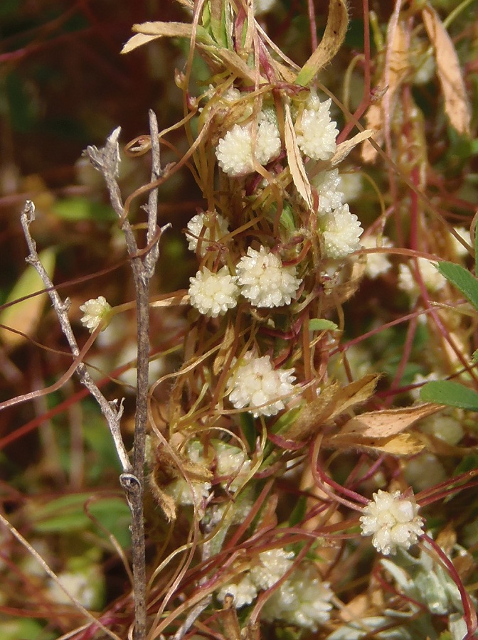 Image of Cuscuta planiflora specimen.