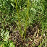 Pedicularis elata. Нижняя часть цветущего растения. Восточный Казахстан, Кокпектинский р-н, 25 км в горы от с. Пантелеймоновка, ≈ 1000 м н.у.м., просека в лесу. 13.06.2016.