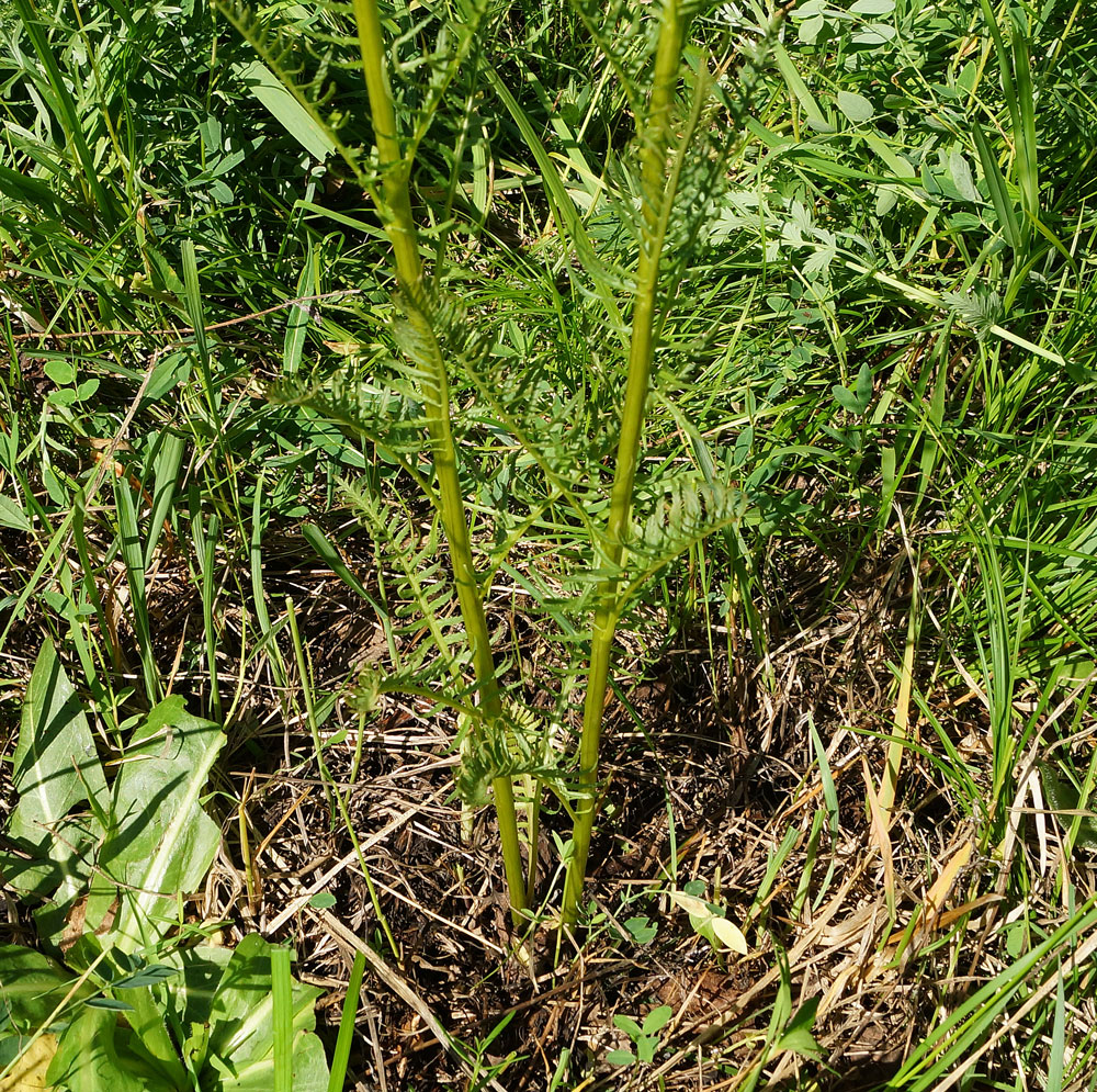 Image of Pedicularis elata specimen.