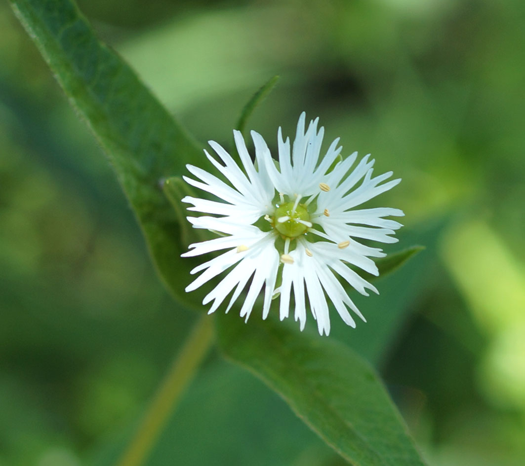 Изображение особи Fimbripetalum radians.